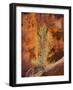 Utah, Bryce Canyon National Park, Bryce Canyon and Hoodoos-Jamie And Judy Wild-Framed Photographic Print