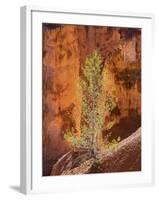 Utah, Bryce Canyon National Park, Bryce Canyon and Hoodoos-Jamie And Judy Wild-Framed Photographic Print