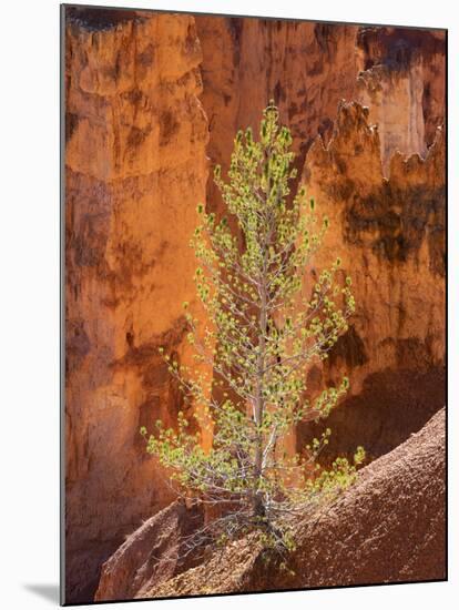 Utah, Bryce Canyon National Park, Bryce Canyon and Hoodoos-Jamie And Judy Wild-Mounted Photographic Print