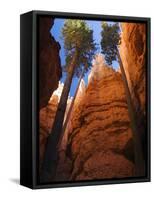 Utah, Bryce Canyon National Park, Douglas Fir Trees in Slot Canyon, USA-John Warburton-lee-Framed Stretched Canvas