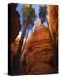 Utah, Bryce Canyon National Park, Douglas Fir Trees in Slot Canyon, USA-John Warburton-lee-Stretched Canvas