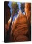 Utah, Bryce Canyon National Park, Douglas Fir Trees in Slot Canyon, USA-John Warburton-lee-Stretched Canvas