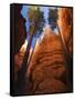 Utah, Bryce Canyon National Park, Douglas Fir Trees in Slot Canyon, USA-John Warburton-lee-Framed Stretched Canvas