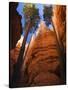 Utah, Bryce Canyon National Park, Douglas Fir Trees in Slot Canyon, USA-John Warburton-lee-Stretched Canvas