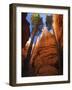 Utah, Bryce Canyon National Park, Douglas Fir Trees in Slot Canyon, USA-John Warburton-lee-Framed Photographic Print