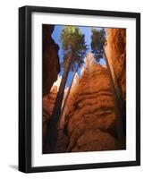 Utah, Bryce Canyon National Park, Douglas Fir Trees in Slot Canyon, USA-John Warburton-lee-Framed Photographic Print