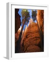 Utah, Bryce Canyon National Park, Douglas Fir Trees in Slot Canyon, USA-John Warburton-lee-Framed Photographic Print