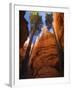 Utah, Bryce Canyon National Park, Douglas Fir Trees in Slot Canyon, USA-John Warburton-lee-Framed Photographic Print