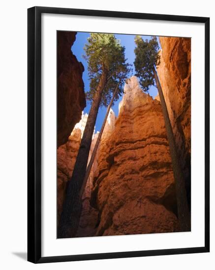 Utah, Bryce Canyon National Park, Douglas Fir Trees in Slot Canyon, USA-John Warburton-lee-Framed Photographic Print