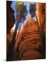 Utah, Bryce Canyon National Park, Douglas Fir Trees in Slot Canyon, USA-John Warburton-lee-Mounted Photographic Print