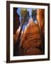 Utah, Bryce Canyon National Park, Douglas Fir Trees in Slot Canyon, USA-John Warburton-lee-Framed Photographic Print