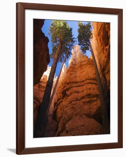 Utah, Bryce Canyon National Park, Douglas Fir Trees in Slot Canyon, USA-John Warburton-lee-Framed Photographic Print