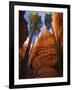 Utah, Bryce Canyon National Park, Douglas Fir Trees in Slot Canyon, USA-John Warburton-lee-Framed Photographic Print