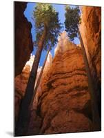 Utah, Bryce Canyon National Park, Douglas Fir Trees in Slot Canyon, USA-John Warburton-lee-Mounted Photographic Print