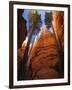 Utah, Bryce Canyon National Park, Douglas Fir Trees in Slot Canyon, USA-John Warburton-lee-Framed Photographic Print