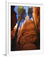 Utah, Bryce Canyon National Park, Douglas Fir Trees in Slot Canyon, USA-John Warburton-lee-Framed Photographic Print