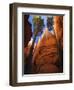 Utah, Bryce Canyon National Park, Douglas Fir Trees in Slot Canyon, USA-John Warburton-lee-Framed Photographic Print