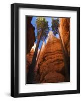 Utah, Bryce Canyon National Park, Douglas Fir Trees in Slot Canyon, USA-John Warburton-lee-Framed Photographic Print