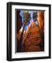 Utah, Bryce Canyon National Park, Douglas Fir Trees in Slot Canyon, USA-John Warburton-lee-Framed Photographic Print