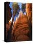 Utah, Bryce Canyon National Park, Douglas Fir Trees in Slot Canyon, USA-John Warburton-lee-Stretched Canvas