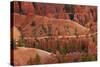 Utah, Bryce Canyon National Park, Hikers on Queens Garden Trail Through Hoodoos-David Wall-Stretched Canvas