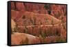 Utah, Bryce Canyon National Park, Hikers on Queens Garden Trail Through Hoodoos-David Wall-Framed Stretched Canvas