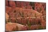 Utah, Bryce Canyon National Park, Hikers on Queens Garden Trail Through Hoodoos-David Wall-Mounted Photographic Print