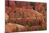 Utah, Bryce Canyon National Park, Hikers on Queens Garden Trail Through Hoodoos-David Wall-Mounted Photographic Print