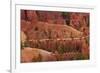 Utah, Bryce Canyon National Park, Hikers on Queens Garden Trail Through Hoodoos-David Wall-Framed Photographic Print