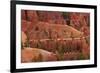 Utah, Bryce Canyon National Park, Hikers on Queens Garden Trail Through Hoodoos-David Wall-Framed Photographic Print