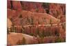 Utah, Bryce Canyon National Park, Hikers on Queens Garden Trail Through Hoodoos-David Wall-Mounted Photographic Print