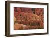 Utah, Bryce Canyon National Park, Hikers on Queens Garden Trail Through Hoodoos-David Wall-Framed Photographic Print