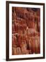 Utah, Bryce Canyon National Park, Hoodoos in Bryce Amphitheater-David Wall-Framed Photographic Print