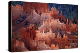 Utah, Bryce Canyon National Park, Hoodoos in Bryce Amphitheater-David Wall-Stretched Canvas