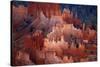 Utah, Bryce Canyon National Park, Hoodoos in Bryce Amphitheater-David Wall-Stretched Canvas