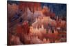 Utah, Bryce Canyon National Park, Hoodoos in Bryce Amphitheater-David Wall-Stretched Canvas