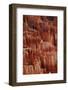 Utah, Bryce Canyon National Park, Hoodoos in Bryce Amphitheater-David Wall-Framed Photographic Print