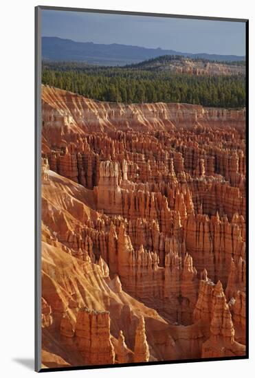 Utah, Bryce Canyon National Park, Hoodoos in Bryce Amphitheater-David Wall-Mounted Photographic Print