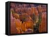 Utah, Bryce Canyon National Park, Near Sunset Point, USA-Alan Copson-Framed Stretched Canvas