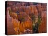 Utah, Bryce Canyon National Park, Near Sunset Point, USA-Alan Copson-Stretched Canvas