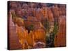 Utah, Bryce Canyon National Park, Near Sunset Point, USA-Alan Copson-Stretched Canvas