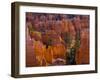 Utah, Bryce Canyon National Park, Near Sunset Point, USA-Alan Copson-Framed Photographic Print