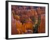 Utah, Bryce Canyon National Park, Near Sunset Point, USA-Alan Copson-Framed Photographic Print