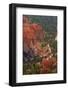 Utah, Bryce Canyon National Park, Queens Garden Trail Through Hoodoos-David Wall-Framed Photographic Print