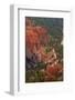 Utah, Bryce Canyon National Park, Queens Garden Trail Through Hoodoos-David Wall-Framed Photographic Print