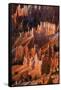 Utah, Bryce Canyon National Park. Sunrise Point Hoodoos in Bryce Canyon National Park-Judith Zimmerman-Framed Stretched Canvas