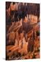 Utah, Bryce Canyon National Park. Sunrise Point Hoodoos in Bryce Canyon National Park-Judith Zimmerman-Stretched Canvas