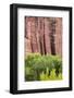 Utah, Capitol Reef National Park. Cottonwood Trees and Cliff Streaked with Desert Varnish-Jaynes Gallery-Framed Photographic Print