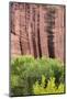 Utah, Capitol Reef National Park. Cottonwood Trees and Cliff Streaked with Desert Varnish-Jaynes Gallery-Mounted Photographic Print