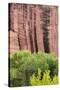 Utah, Capitol Reef National Park. Cottonwood Trees and Cliff Streaked with Desert Varnish-Jaynes Gallery-Stretched Canvas